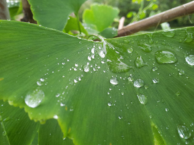 葉っぱに水滴